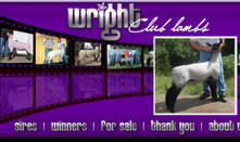 Wright Club Lambs